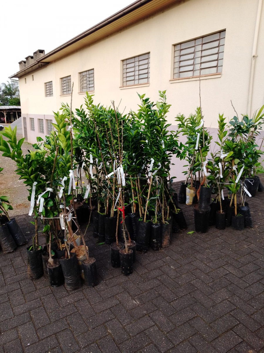 Entrega das mudas de frutíferas