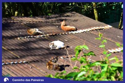 Caminho das Paineiras